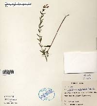 Scutellaria galericulata image