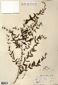 Scutellaria galericulata image