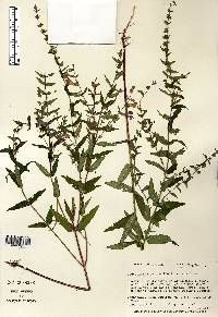 Scutellaria galericulata image