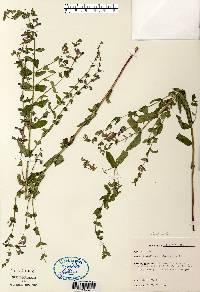 Scutellaria galericulata image