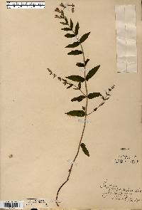 Scutellaria galericulata image