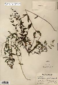 Scutellaria galericulata image