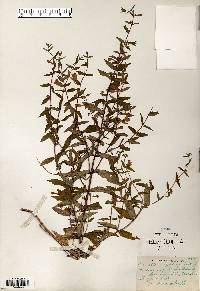 Scutellaria galericulata image