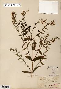 Scutellaria galericulata image