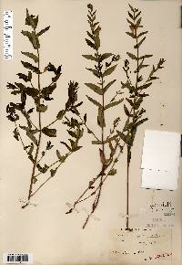 Scutellaria galericulata image