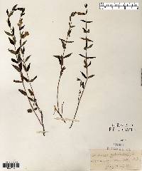 Scutellaria galericulata image