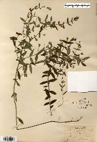 Scutellaria galericulata image