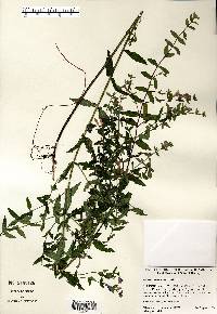 Scutellaria galericulata image