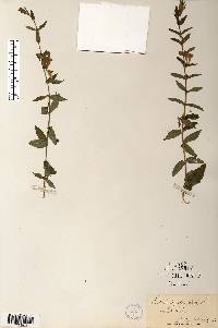 Scutellaria galericulata image