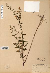 Scutellaria galericulata image