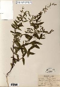 Scutellaria galericulata image