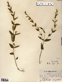 Scutellaria galericulata image