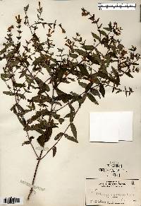 Scutellaria galericulata image