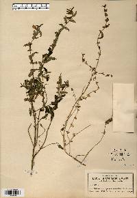 Scutellaria galericulata image