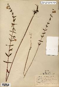 Scutellaria galericulata image