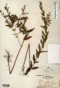 Scutellaria galericulata image