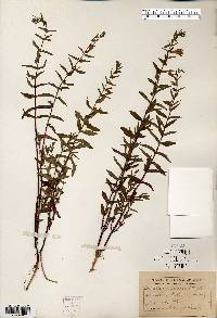 Scutellaria galericulata image