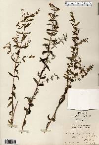 Scutellaria galericulata image