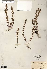 Scutellaria parvula image