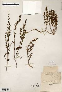 Scutellaria parvula image