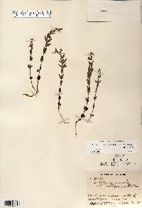 Scutellaria parvula var. leonardii image