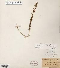 Scutellaria parvula var. leonardii image