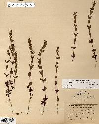 Scutellaria parvula var. leonardii image