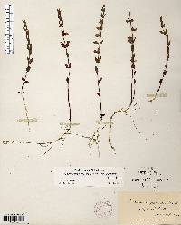 Scutellaria parvula image