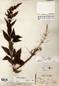 Stachys hispida image