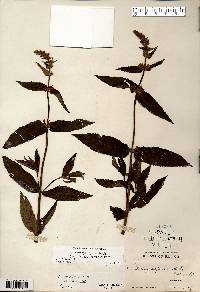 Stachys hispida image