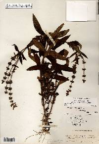 Stachys hispida image