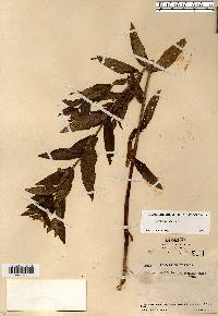 Stachys hispida image