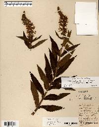 Stachys pilosa var. pilosa image