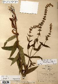 Stachys pilosa var. pilosa image