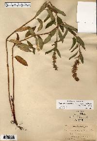 Teucrium canadense var. occidentale image