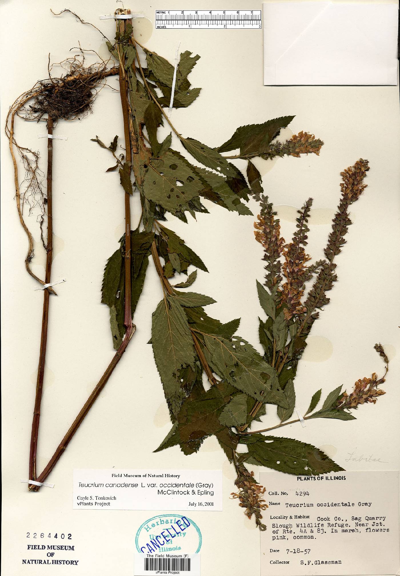 Teucrium canadense var. occidentale image