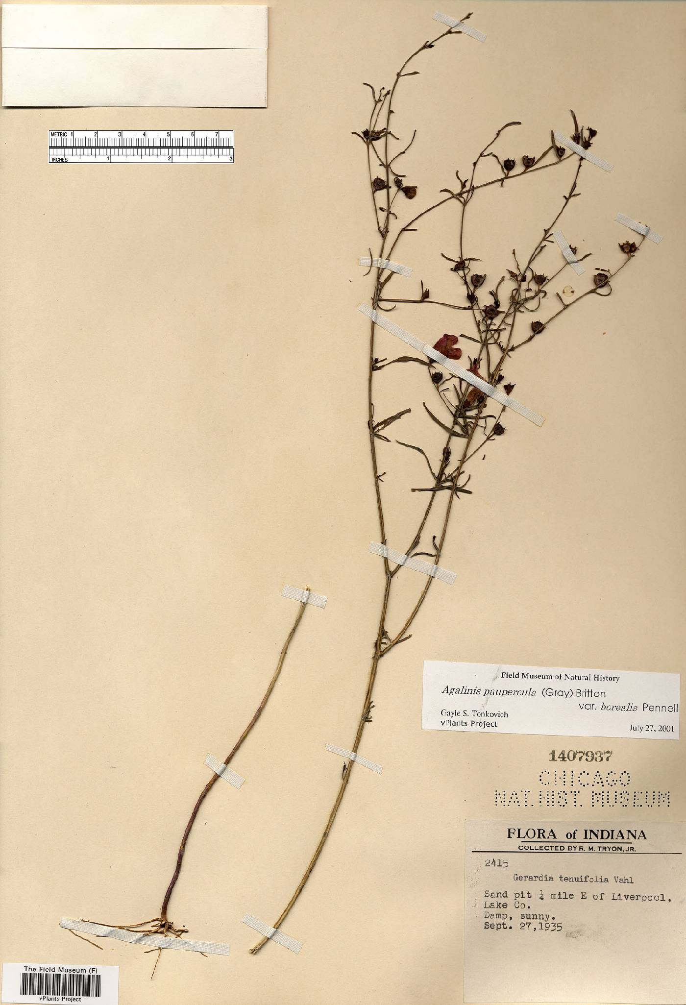 Agalinis paupercula var. borealis image