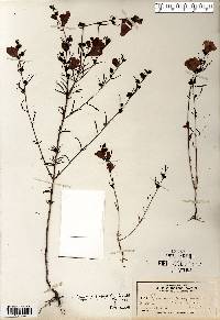 Agalinis purpurea image