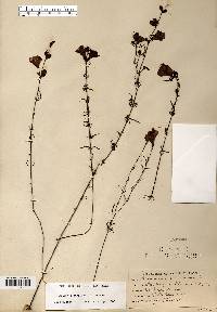 Agalinis purpurea image