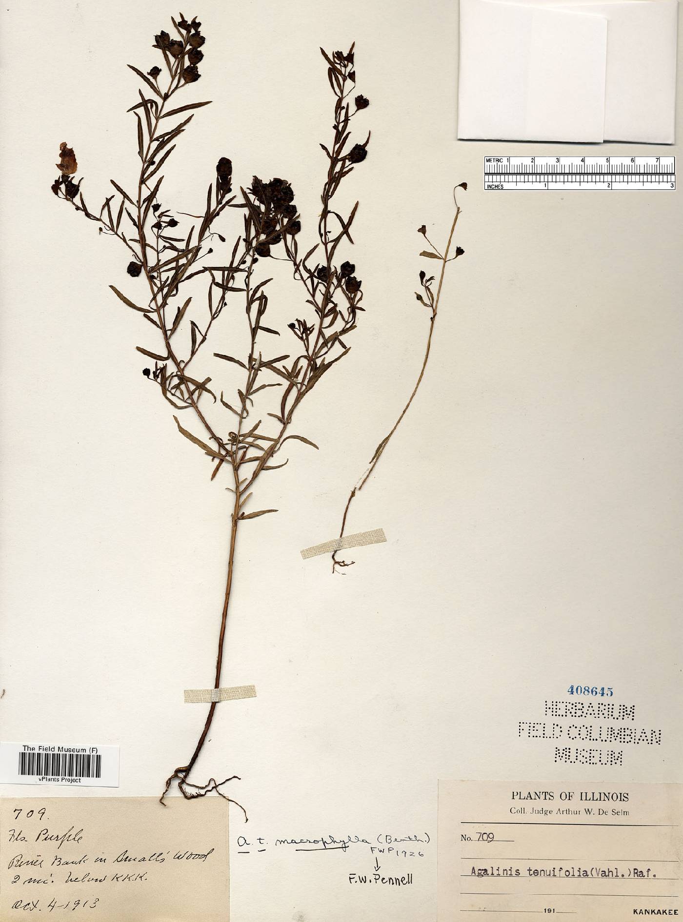 Agalinis tenuifolia var. macrophylla image