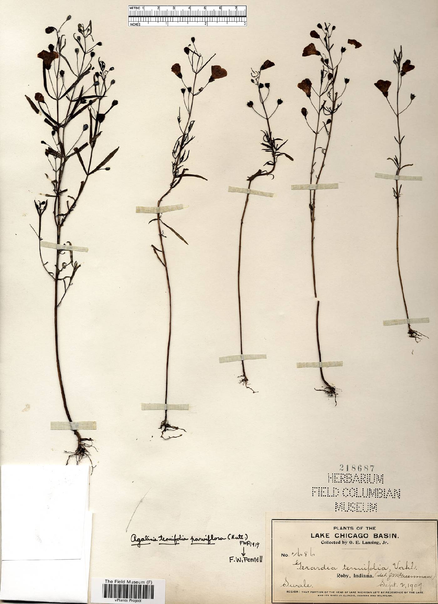 Agalinis tenuifolia var. parviflora image