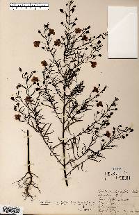 Agalinis tenuifolia var. parviflora image