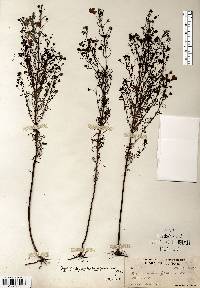 Agalinis tenuifolia var. parviflora image