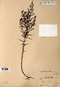 Agalinis tenuifolia var. parviflora image