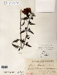 Aureolaria grandiflora image