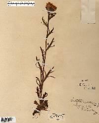 Castilleja coccinea image