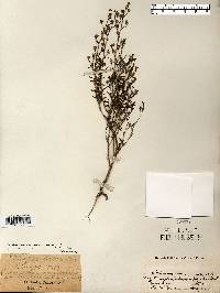 Chaenorhinum minus image