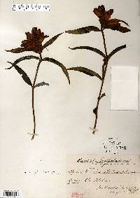 Image Associated With the Occurence
