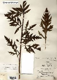 Dasistoma macrophylla image