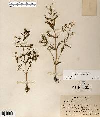 Gratiola neglecta image